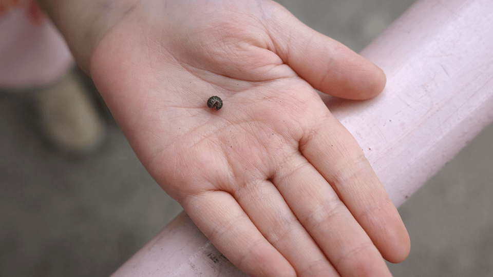 運動遊びカリキュラム